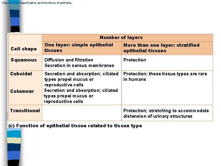 Figure 3. 17 c Classification and functions of epithelia. Number of layers One layer: