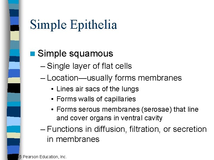 Simple Epithelia n Simple squamous – Single layer of flat cells – Location—usually forms