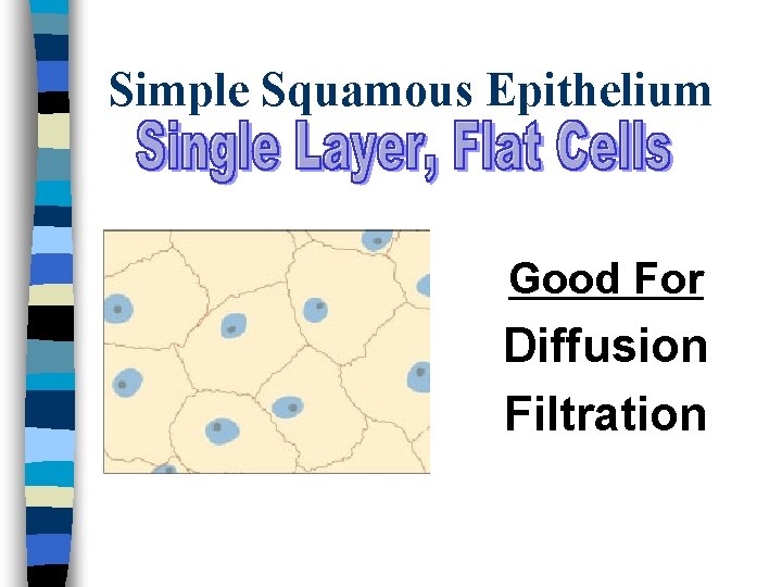 Simple Squamous Epithelium Good For Diffusion Filtration 