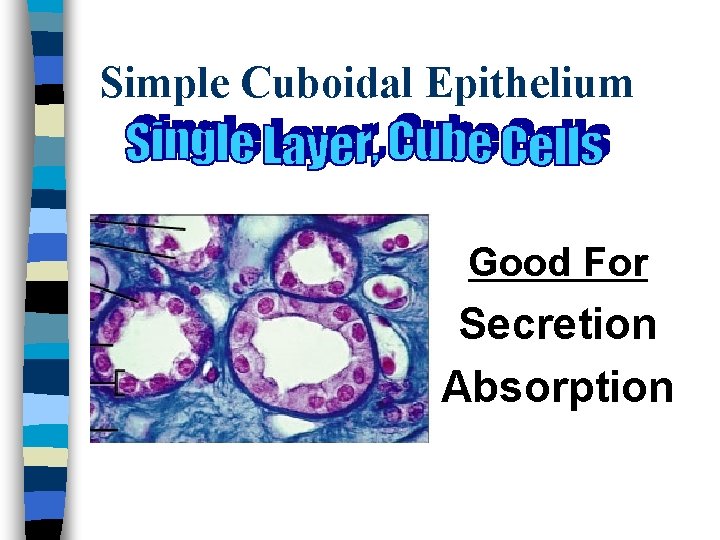 Simple Cuboidal Epithelium Good For Secretion Absorption 