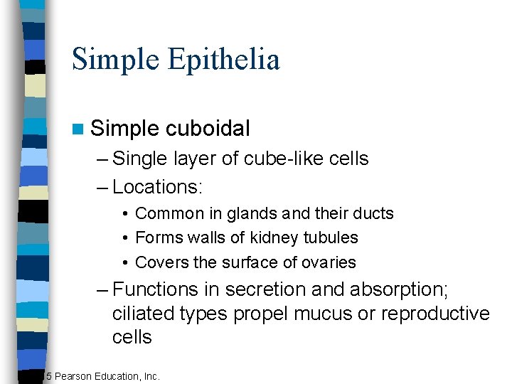 Simple Epithelia n Simple cuboidal – Single layer of cube-like cells – Locations: •