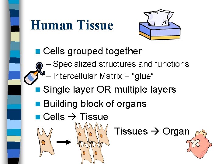 Human Tissue n Cells grouped together – Specialized structures and functions – Intercellular Matrix