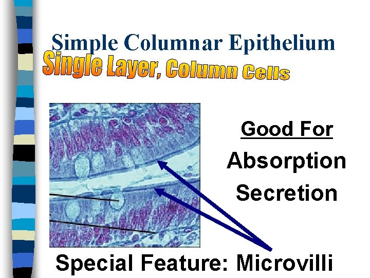 Simple Columnar Epithelium Good For Absorption Secretion Special Feature: Microvilli 