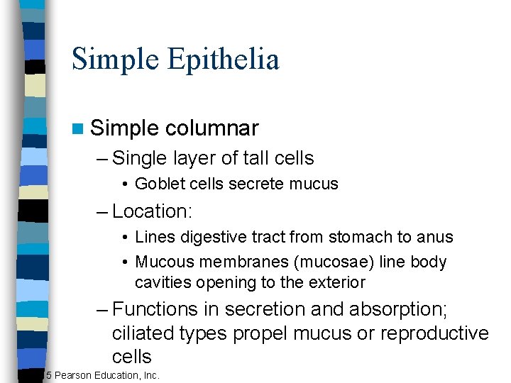 Simple Epithelia n Simple columnar – Single layer of tall cells • Goblet cells