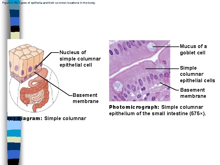 Figure 3. 18 c Types of epithelia and their common locations in the body.