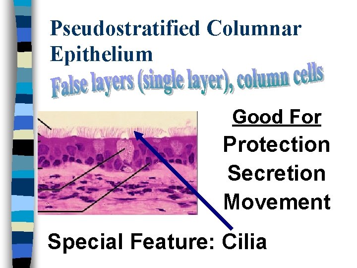 Pseudostratified Columnar Epithelium Good For Protection Secretion Movement Special Feature: Cilia 