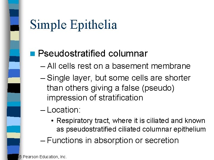 Simple Epithelia n Pseudostratified columnar – All cells rest on a basement membrane –