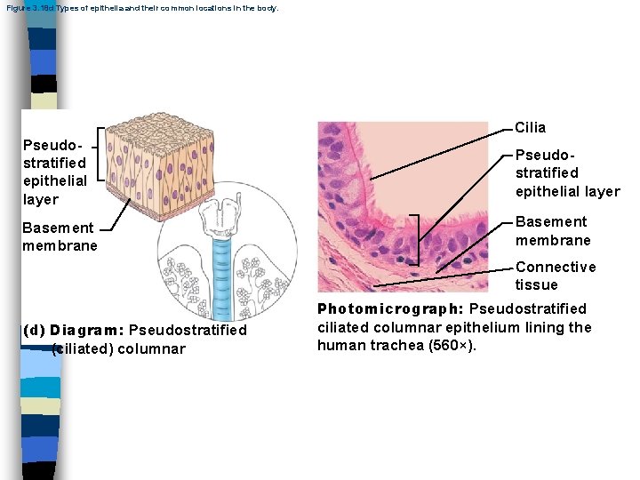 Figure 3. 18 d Types of epithelia and their common locations in the body.