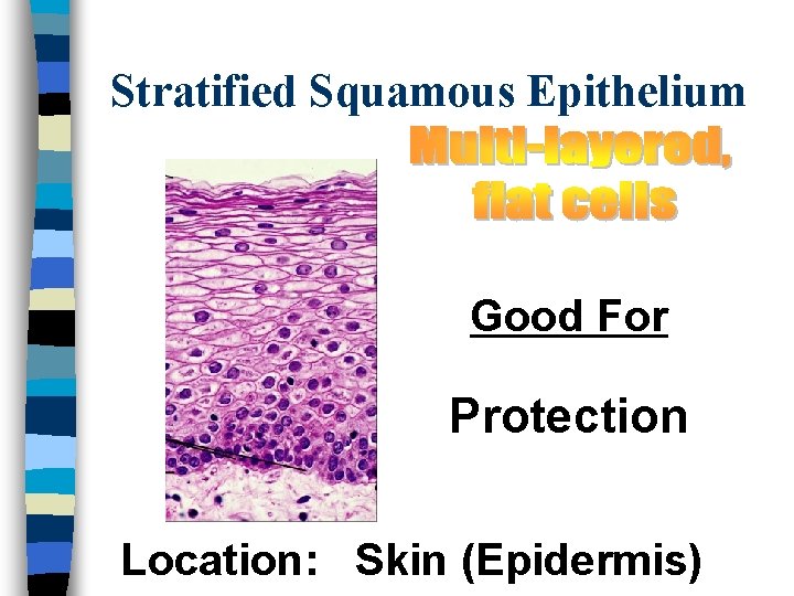 Stratified Squamous Epithelium Good For Protection Location: Skin (Epidermis) 