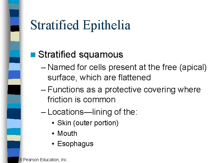 Stratified Epithelia n Stratified squamous – Named for cells present at the free (apical)