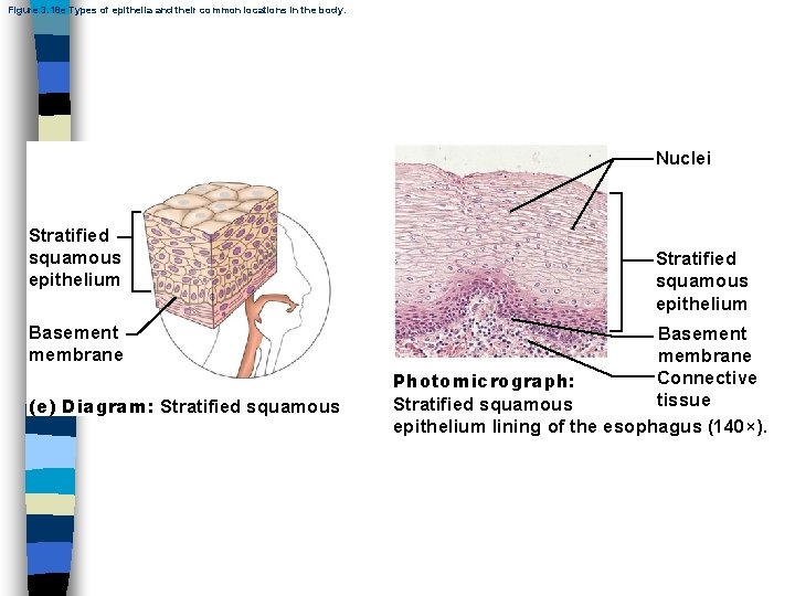 Figure 3. 18 e Types of epithelia and their common locations in the body.