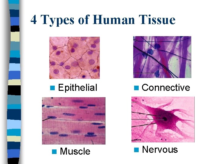 4 Types of Human Tissue n Epithelial n Connective n Muscle n Nervous 