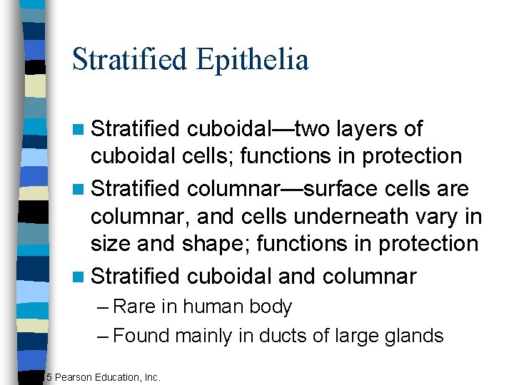 Stratified Epithelia n Stratified cuboidal—two layers of cuboidal cells; functions in protection n Stratified