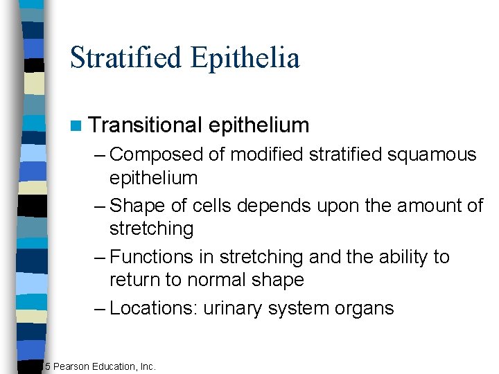 Stratified Epithelia n Transitional epithelium – Composed of modified stratified squamous epithelium – Shape