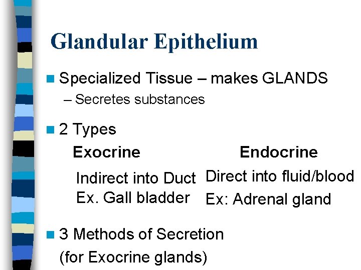 Glandular Epithelium n Specialized Tissue – makes GLANDS – Secretes substances n 2 Types