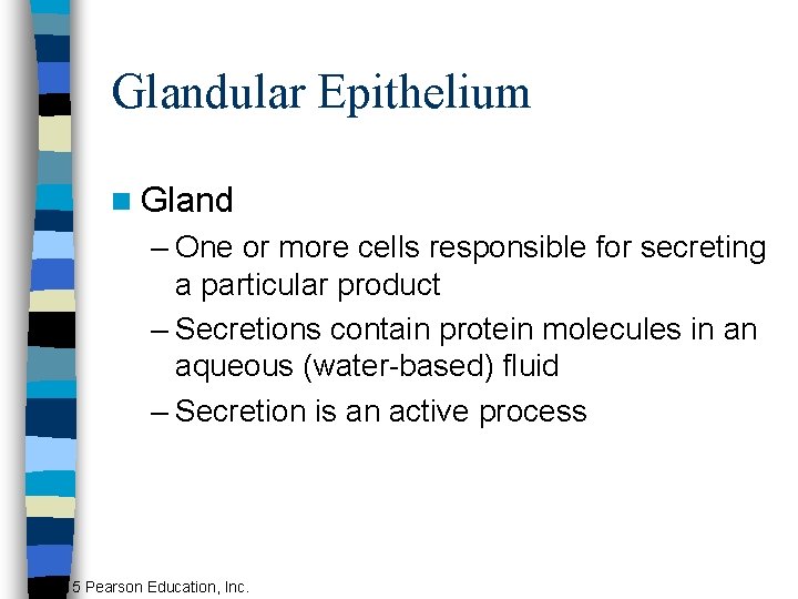 Glandular Epithelium n Gland – One or more cells responsible for secreting a particular