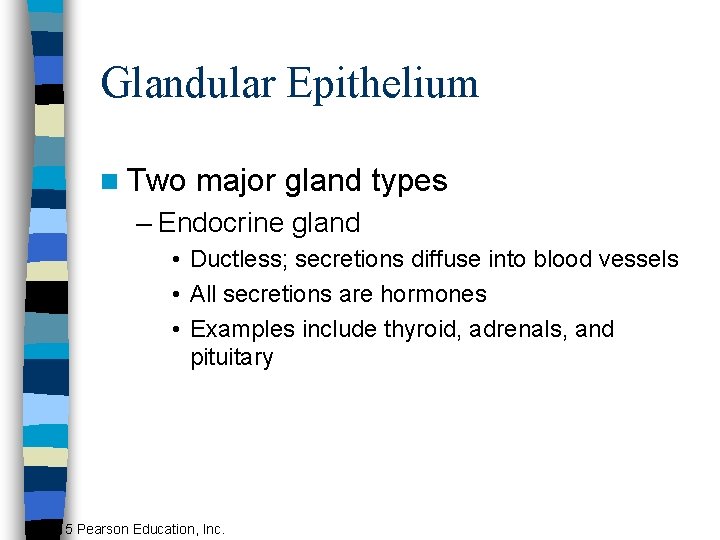 Glandular Epithelium n Two major gland types – Endocrine gland • Ductless; secretions diffuse