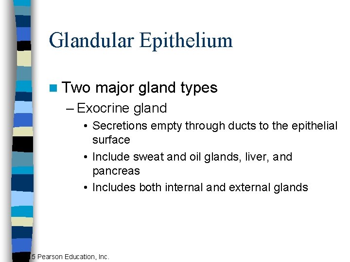 Glandular Epithelium n Two major gland types – Exocrine gland • Secretions empty through