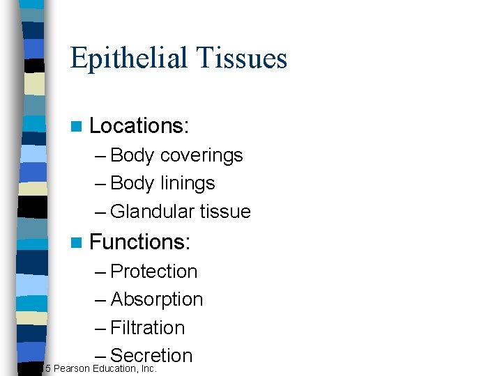 Epithelial Tissues n Locations: – Body coverings – Body linings – Glandular tissue n