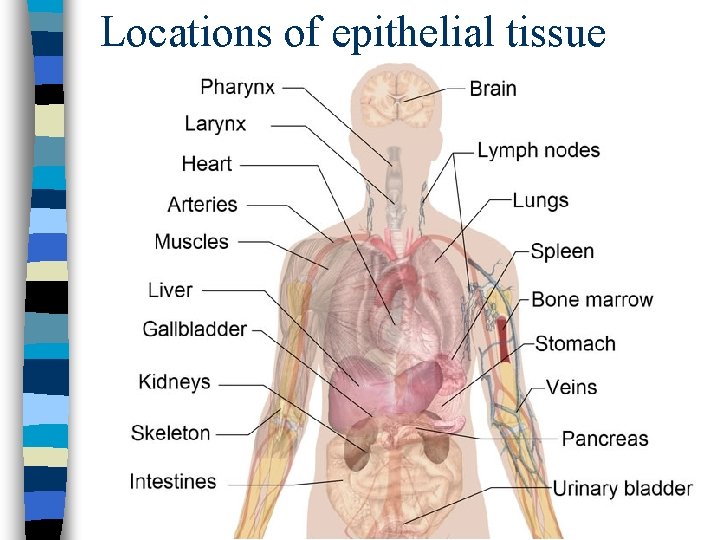 Locations of epithelial tissue 