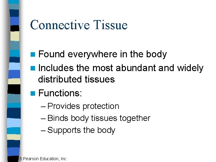 Connective Tissue n Found everywhere in the body n Includes the most abundant and