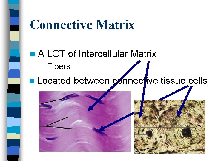 Connective Matrix n. A LOT of Intercellular Matrix – Fibers n Located between connective