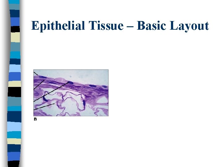 Epithelial Tissue – Basic Layout 