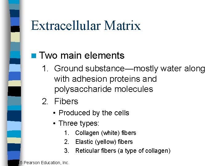 Extracellular Matrix n Two main elements 1. Ground substance—mostly water along with adhesion proteins