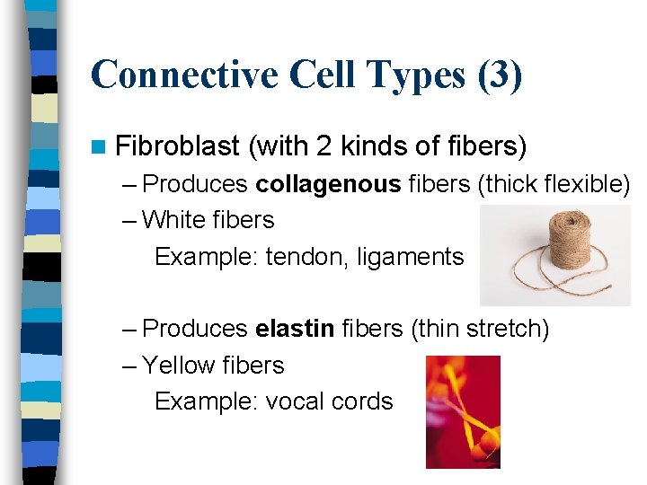 Connective Cell Types (3) n Fibroblast (with 2 kinds of fibers) – Produces collagenous