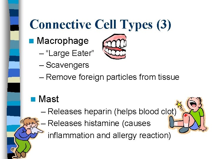 Connective Cell Types (3) n Macrophage – “Large Eater” – Scavengers – Remove foreign
