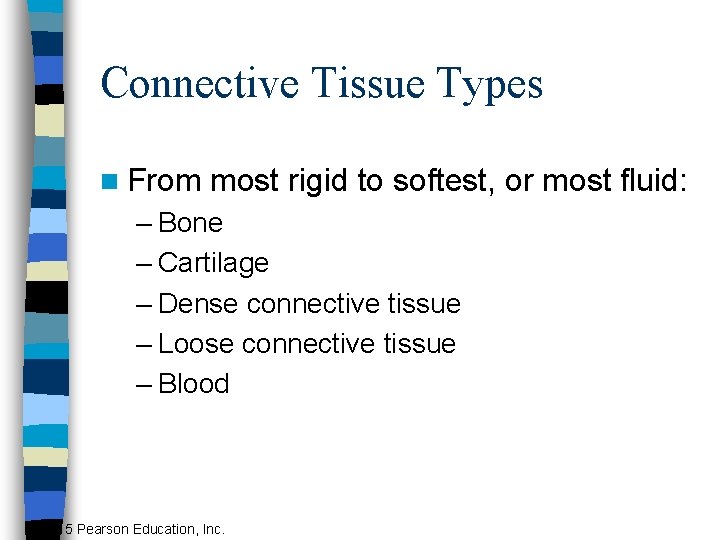 Connective Tissue Types n From most rigid to softest, or most fluid: – Bone
