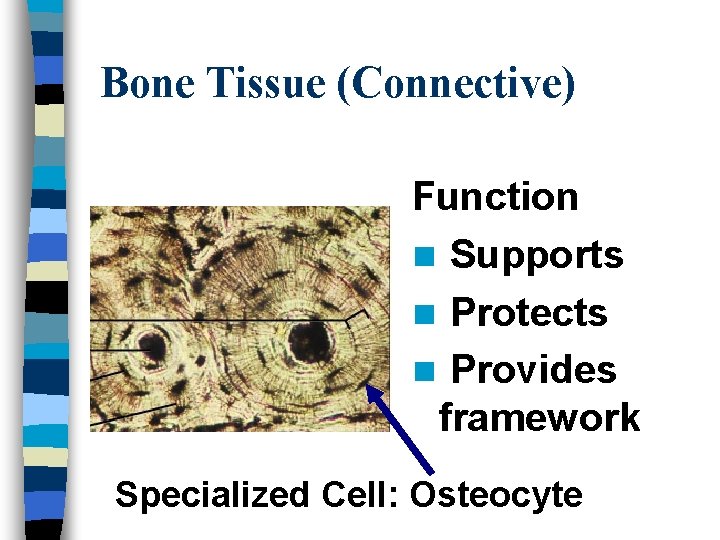 Bone Tissue (Connective) Function n Supports n Protects n Provides framework Specialized Cell: Osteocyte
