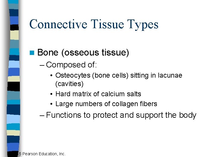 Connective Tissue Types n Bone (osseous tissue) – Composed of: • Osteocytes (bone cells)