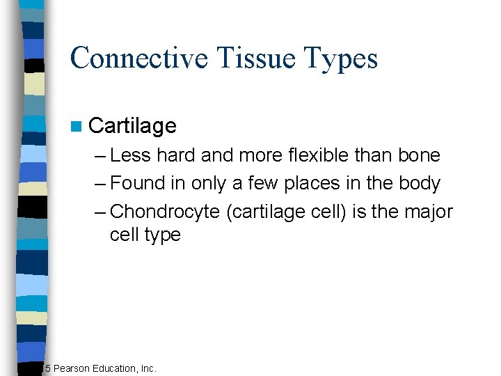 Connective Tissue Types n Cartilage – Less hard and more flexible than bone –