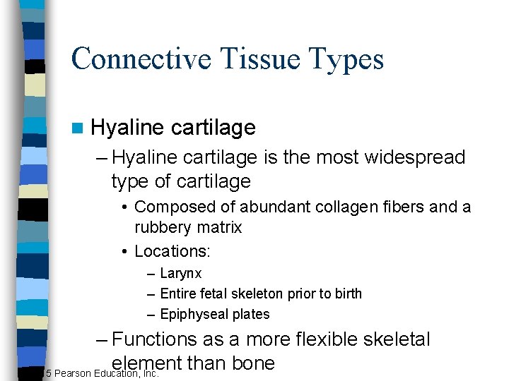 Connective Tissue Types n Hyaline cartilage – Hyaline cartilage is the most widespread type