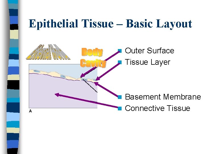 Epithelial Tissue – Basic Layout Outer Surface n Tissue Layer n Basement Membrane n