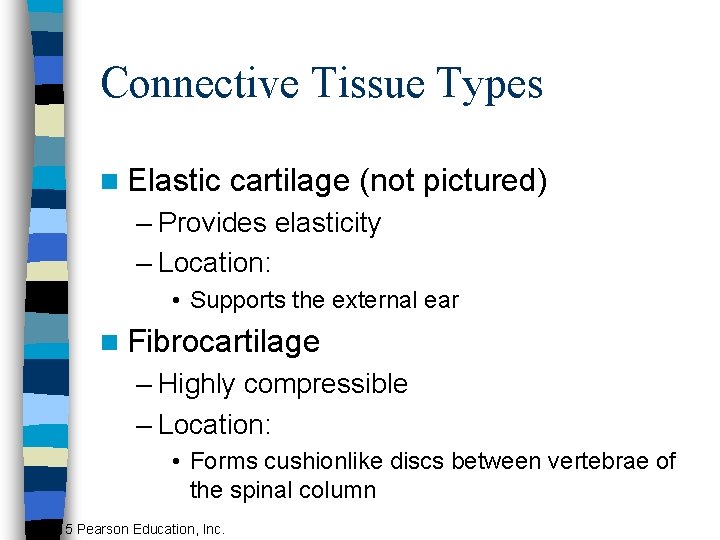 Connective Tissue Types n Elastic cartilage (not pictured) – Provides elasticity – Location: •