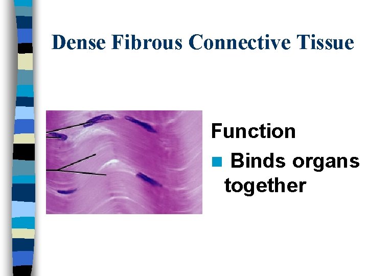 Dense Fibrous Connective Tissue Function n Binds organs together 