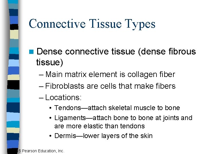 Connective Tissue Types n Dense connective tissue (dense fibrous tissue) – Main matrix element