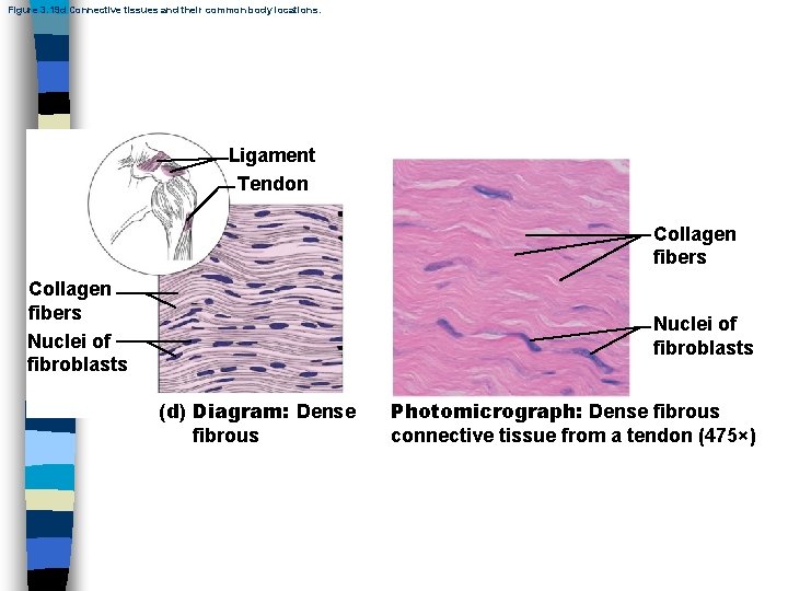 Figure 3. 19 d Connective tissues and their common body locations. Ligament Tendon Collagen