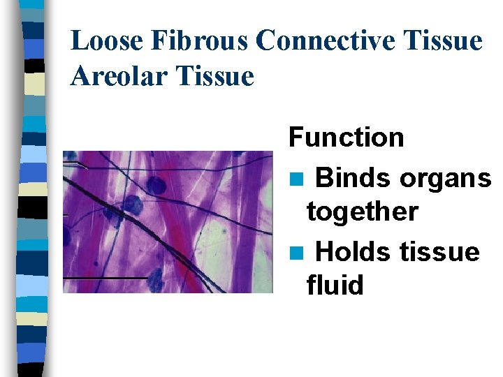 Loose Fibrous Connective Tissue Areolar Tissue Function n Binds organs together n Holds tissue