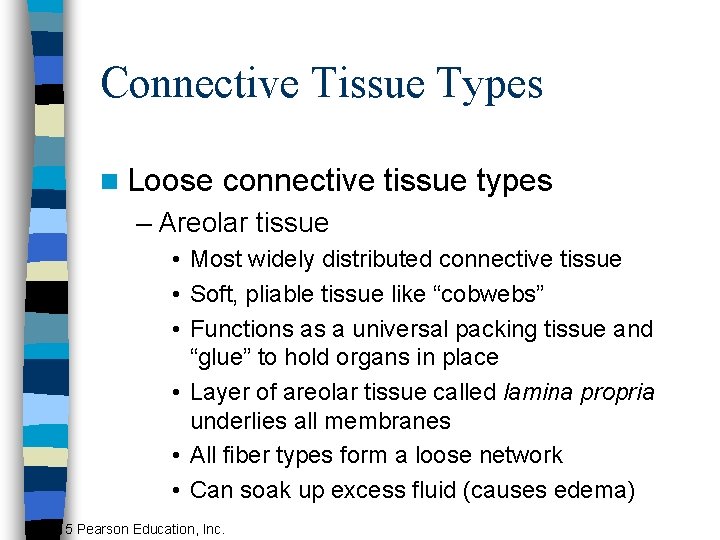 Connective Tissue Types n Loose connective tissue types – Areolar tissue • Most widely