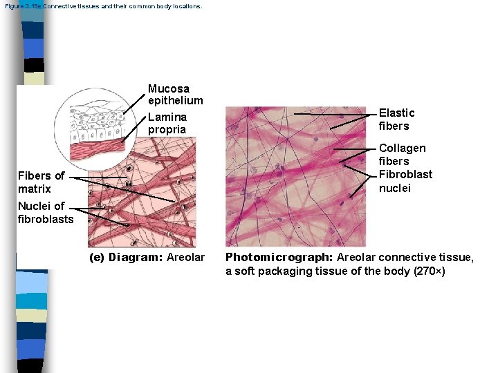 Figure 3. 19 e Connective tissues and their common body locations. Mucosa epithelium Lamina