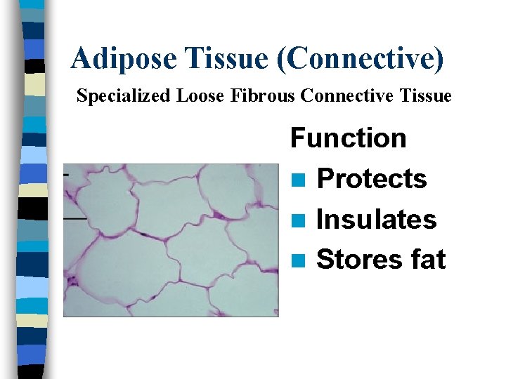 Adipose Tissue (Connective) Specialized Loose Fibrous Connective Tissue Function n Protects n Insulates n