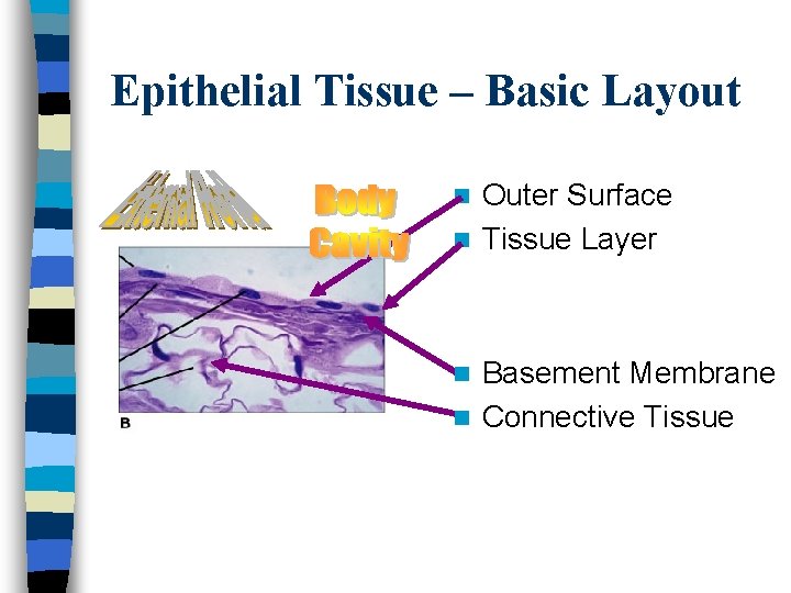 Epithelial Tissue – Basic Layout Outer Surface n Tissue Layer n Basement Membrane n
