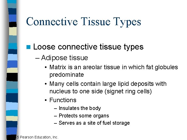Connective Tissue Types n Loose connective tissue types – Adipose tissue • Matrix is