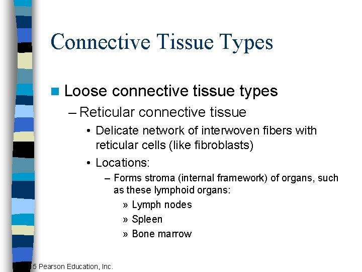 Connective Tissue Types n Loose connective tissue types – Reticular connective tissue • Delicate