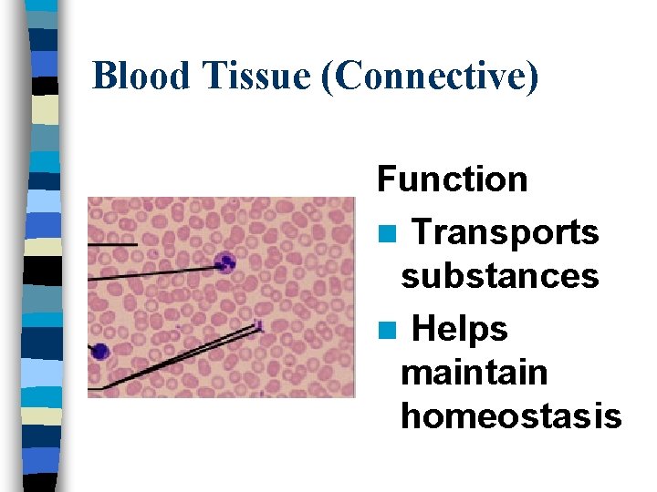 Blood Tissue (Connective) Function n Transports substances n Helps maintain homeostasis 