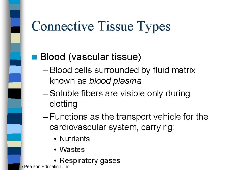 Connective Tissue Types n Blood (vascular tissue) – Blood cells surrounded by fluid matrix