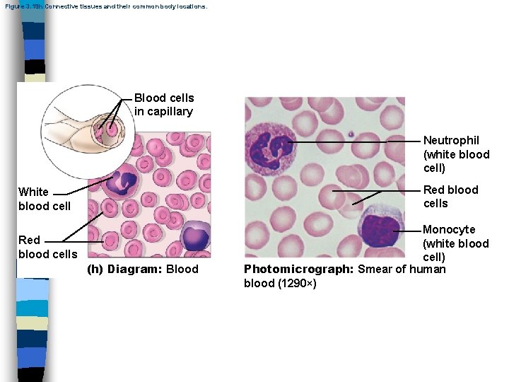 Figure 3. 19 h Connective tissues and their common body locations. Blood cells in